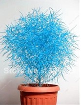 Colorful Grass Seed 100 SEEDS  Perennial Burning Bush Kochia Scoparia Gr... - $6.00