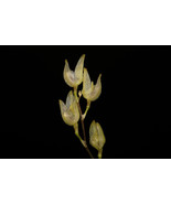 SPECKLINIA SP. BRAZIL MINIATURE ORCHID MOUNTED - €28,87 EUR