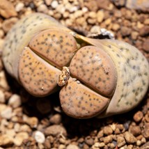 Rare Lithops Terricolor Seeds, 10-Pack - Start Your Own Succulent Garden, Perfec - £7.63 GBP