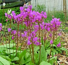 50 Midland Shooting Star Flower Seeds Native Wildflower Container Shade GardenFr - $8.35