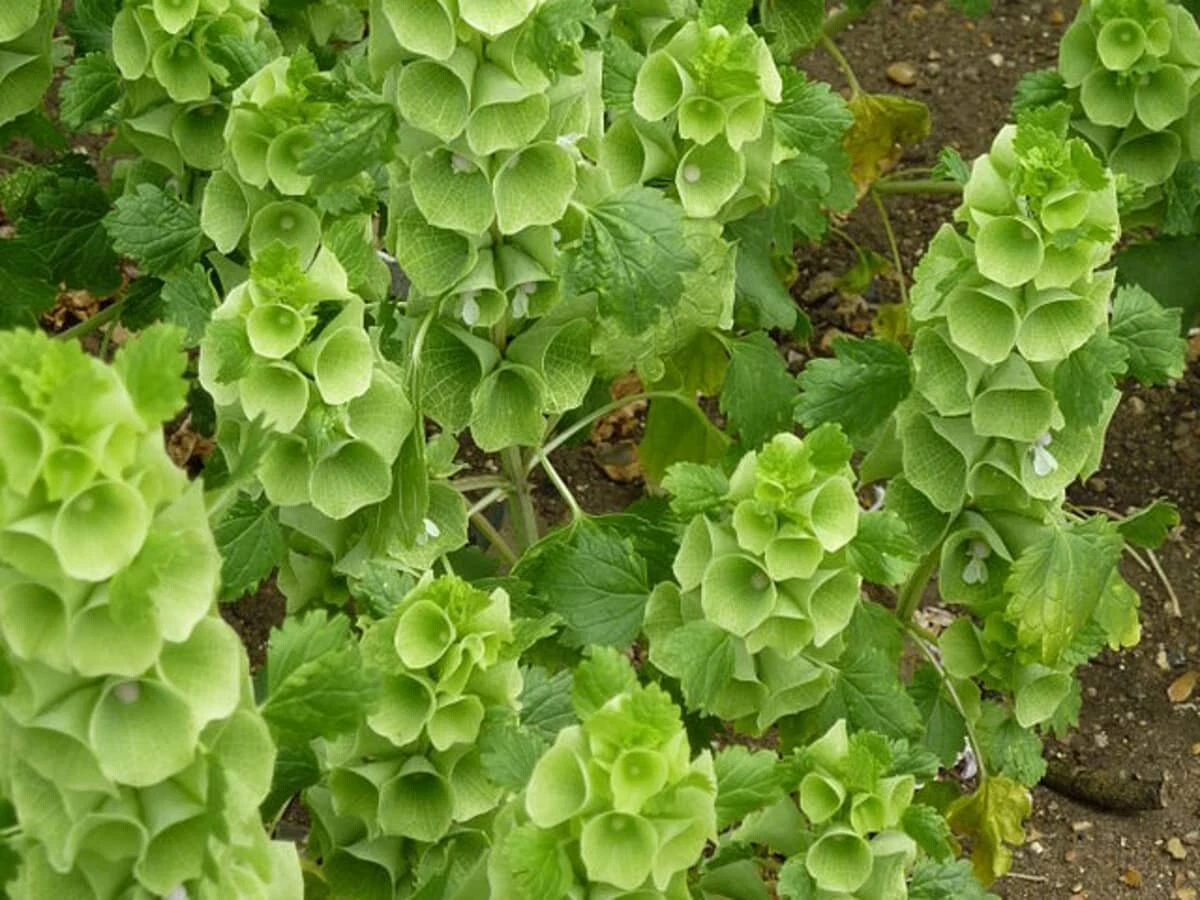 Must-Have for Gardeners Bells Of Ireland  150+ Green Flower Moluccella L... - $83.88 MXN