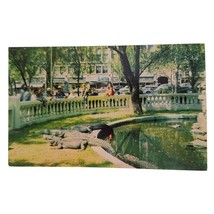 Postcard Sunning Alligators El Paso Texas Chrome Unposted - $7.61
