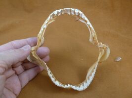 sj470-204) 5" Tiger SHARK B grade jaw sharks jaws teeth taxidermy educat... - $34.99