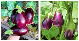 Black Beauty Eggplant Lot Of 3 Live Plants 5+ Inches 60+ Days - £32.67 GBP