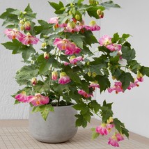 15 Seeds Abutilon Pink Parasol House Plant Fresh Seeds Easy to Grow Ship... - $15.50