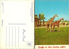 Florida West Palm Beach Lion Country Safari Lions Giraffes Zebras VTG Postcard - £7.37 GBP