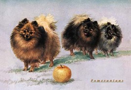 Three of Mrs. Hall Walker&#39;s Champion Pomeranians - Art Print - £16.98 GBP+