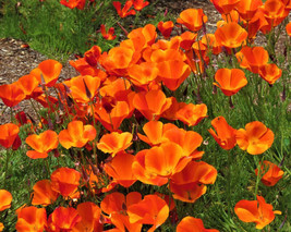 200 Seeds California Mikado Poppy for Garden Planting  - $8.88