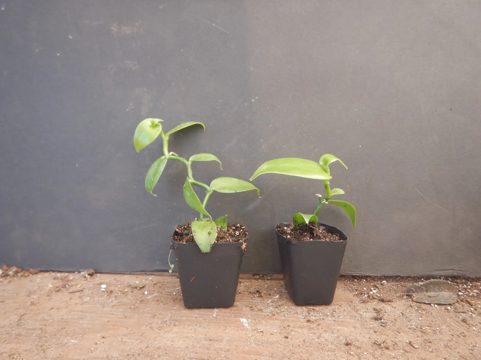 Vanilla Bean Orchid Vanilla Planifolia Live Starter Plant Green Leaf Variety Fre - £47.83 GBP