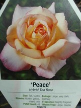Peace Rose Yellow Blend Hybrid Tea 1 Gal Bush Plant  Plants Fine Roses L... - $33.90