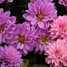 Purple dahlia flower 30 PCS Seeds - $9.31