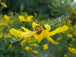 Beautiful Yellow Wildflower - Digitial Download - £2.38 GBP