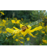 Beautiful Yellow Wildflower - Digitial Download - $2.99