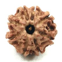 8 Mukhi Rudraksha / Eight Face Rudraksh - Nepal - Lab Certified - $84.15