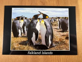 Vintage Postcard, King Penguin Colony, Volunteer Point, Stanley, Falkland Island - £3.71 GBP