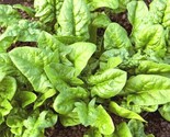 200 Seeds Bloomsdale Spinach Seeds Organic Vegetable Garden Container Sl... - $8.99
