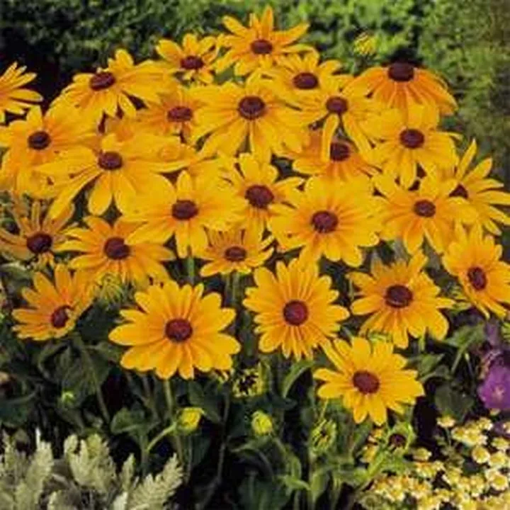 100 Seeds Rudbeckia Hirta Marmalade Flower - £7.73 GBP