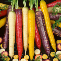 Worldwide Shipping 1 Pack 2000 Seeds / Pack Mix Carrot Seeds Six Varieties Fresh - £17.45 GBP