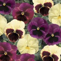 35 Pansy Delta Apple Cider Seeds Mix Flower Annual - $17.96