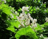 5 Southern Catalpa Indian Bean Seeds Tree Cigar Flowering Native Beauty - £7.22 GBP
