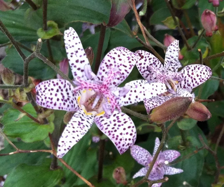 15 Seeds Japanese Toad Lily Tricyrtis Hirta Shade Loving Perennial Flower - $9.90