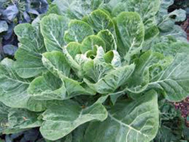 Collard Greens, Morris, Heirloom, Organic 50+ Seeds, Great For Salads, Cooking - £3.98 GBP
