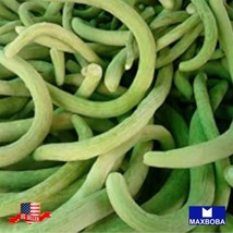 120 Cucumber Seeds Metki Pale Green Armenian Yard-Long Garden Usa Shipping - £8.21 GBP