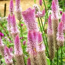 New Fresh Seeds 100 Flamingo Feather Wheat Celosia Spicata Pink White Flower See - £12.22 GBP