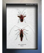 Lohita Grandis PAIR Red Face Bug Scream Creepy Real Beetles Framed Shado... - $1,467.34 MXN