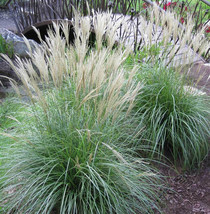 LIVE 3+ Yo LARGE ADAGIO MAIDEN GRASS PLANT CLUMP FULLY ROOTED PLANTS - £8.00 GBP