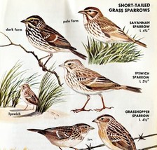 Short Tailed Grass Sparrows Varieties 1966 Color Bird Art Print Nature A... - $19.99