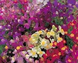 200 pcs mix baby toadflax snapdragon flower seeds  mnss2 thumb155 crop