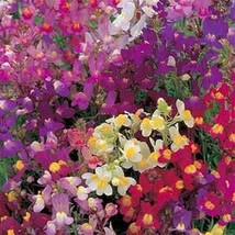 200 Pcs Mix Baby Toadflax Snapdragon Flower Seeds #MNSS - £11.98 GBP