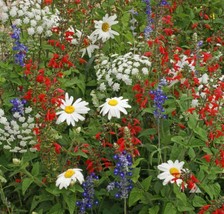 Wildflower Mix Red White &amp; Blue Patriotic Indepence Day 1000+ Seeds - $8.99