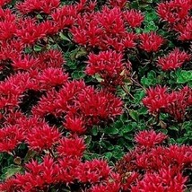 VP Red Sedum 100 Seeds, Dragon&#39;S Blood, Red Ground Cover Seed, Heirloom - £4.49 GBP