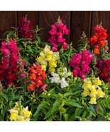 1000 Candy Tops Mix Snapdragon Seeds Flower Fresh Seeds - £7.09 GBP