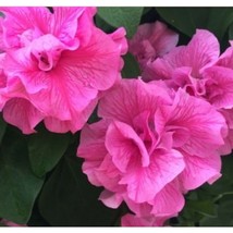 PWO New! 25 Double Cascade Pink Petunia Seeds Bright Pink Easy To Grow 2 - £5.66 GBP