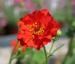 125 Seeds Geum Mrs Bradshaw Boost Your Garden&#39;s Productivity With Superior - £7.35 GBP