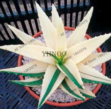 NEW 100pcs Succulents Seed Plant,Aloe Vera Seeds,Beauty Edible Cosmetic Bonsai P - $5.84