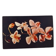 Postcard Butterfly Orchids From The Philippines Flowers Chrome Unposted - $12.66