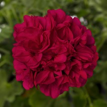 Geranium ‘Mantra Magenta’ Live Plant  - $18.40