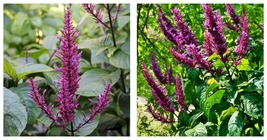 Ship In 4&quot; Pot~Purple Firespike Live Plant~Attracts Butterflies &amp; Hummingbirds - £31.31 GBP