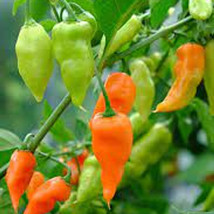 Item image 1 image 1