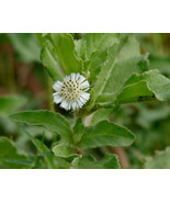 Fresh Eclipta Prostrata Yerba De Tajo Seeds - $8.99