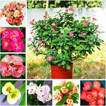 Fresh Seeds Euphorbia Milii Middle 100 Seeds Big Flowers Crown Of Thorns Seeds G - $14.90