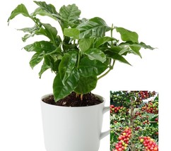 MX Coffee Arabica Tree Beans 10 Seeds Air Purifying Houseplant Decor Bul... - $23.34