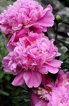 Peony Bright Light Pink Flowering Flower 10 Seeds - $88.98 MXN