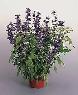 Salvia Evolution Violet [Purple] 500 seeds - £22.14 GBP