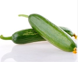 100 Dutch Cucumber Seeds Holland Cucumber Cucumis Seed Organic Vegetable - $4.11