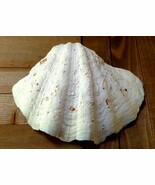 Tridacna Gigas 9&quot; vintage Giant Clam half shell - $9,576.93 MXN